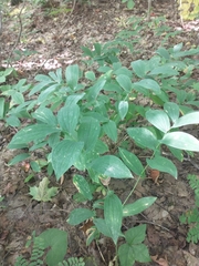 Uvularia grandiflora