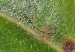 Salina celebensis