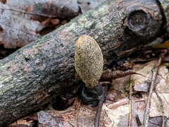 Xylaria longipes