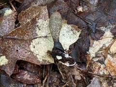 Xylaria longipes