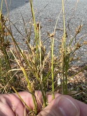 Juncus tenuis