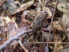 Xylaria longipes
