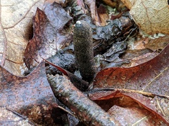 Xylaria longipes