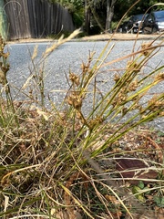 Juncus tenuis
