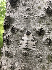 Catocala relicta