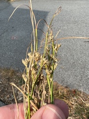 Juncus tenuis