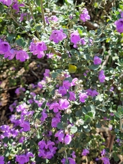 Prostanthera rotundifolia