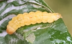Peribona venosa