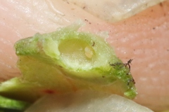 Pariaconus ohiacola