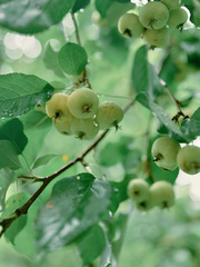 Malus spectabilis