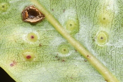 Pariaconus ohiacola