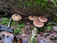 Psathyrella canadensis