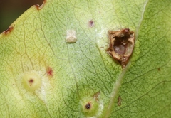 Pariaconus ohiacola