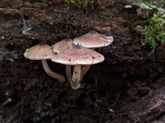 Psathyrella canadensis