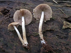 Psathyrella canadensis