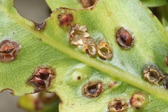 Pariaconus ohiacola