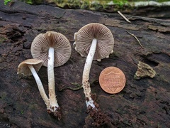 Psathyrella canadensis