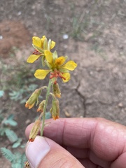 Hoffmannseggia glauca