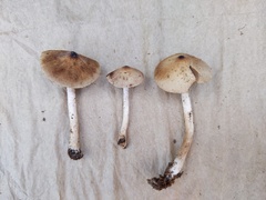 Psathyrella canadensis
