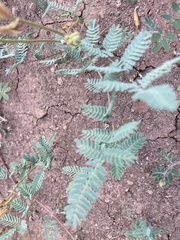 Hoffmannseggia glauca