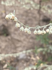 Artemisia frigida