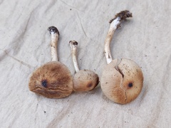 Psathyrella canadensis
