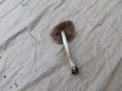 Psathyrella canadensis