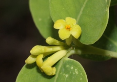 Wikstroemia oahuensis