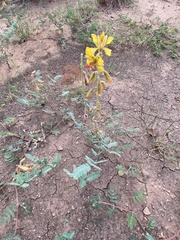 Hoffmannseggia glauca