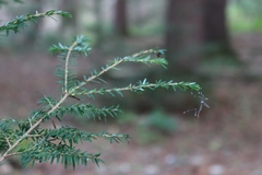 Bittacomorpha clavipes