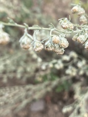 Artemisia frigida