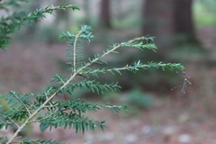 Bittacomorpha clavipes