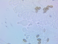 Psathyrella canadensis