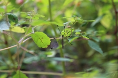 Bittacomorpha clavipes