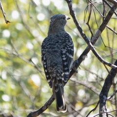 Chlamydera nuchalis