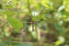 Bittacomorpha clavipes