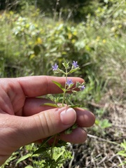 Trichostema brachiatum