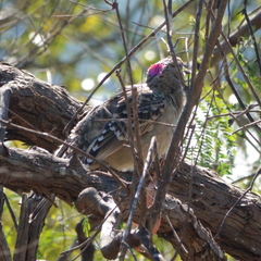 Chlamydera nuchalis