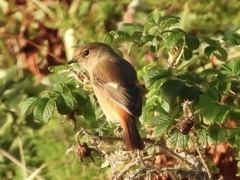 Phoenicurus auroreus