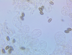Psathyrella canadensis