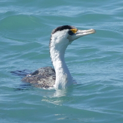 Phalacrocorax varius