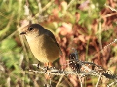 Phoenicurus auroreus