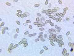 Psathyrella canadensis