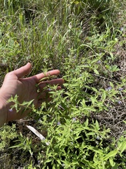 Trichostema brachiatum