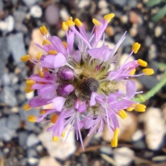 Dalea searlsiae