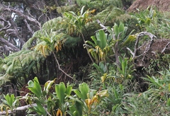Cordyline fruticosa
