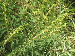 Chamaecrista nictitans