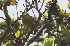 Chlorodrepanis flava