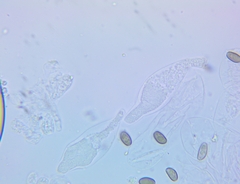 Psathyrella canadensis