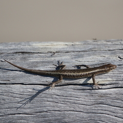 Cryptoblepharus litoralis